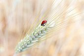 Ladybug on an ear of corn - France