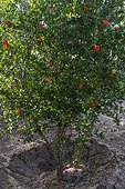 Pomegranate in bloom in a garden