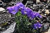 Lapeyrouse' Pansy flowers - Pyrenees France