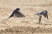 Barn Swallows collecting mud - France 
