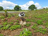 Little-ringed plover on nest - Midlands UK