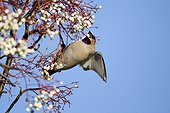 Waxwing on rowan berries -  West Midlands UK