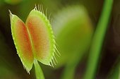 Venus flytrap in a garden