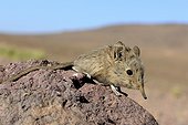 North african elephant shrew sur rocher - Ouarzazate Morocco