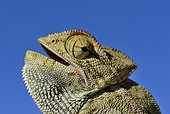 Portrait of Mediterranean Chamaeleon - Morocco