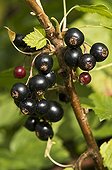 Black Currant berries - Denmark