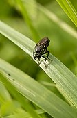 Violet black-legged robber fly female on a a leaf - Denmark