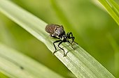 Violet black-legged robber fly female on a a leaf - Denmark