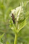Musk Beetle on a a leaf - Denmark