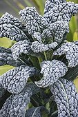 Savoy cabbage under hoarfrost in a kitchen garden in autumn
