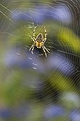 Cross orbweaver on her cobweb in a garden