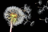 Achenes crested Dandelion on black background - Pyrenees 