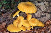 Golden Scalycap on trunk on the ground - France  ; Habitat: deciduous or coniferous