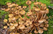 Ringless Honey Mushrooms on moss - France  ; Habitat: in tufts on hardwoods. 