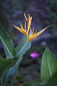 Single yellow Heliconia in blossom - Efate Island Vanuatu 