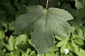 Sycamore leaf - Denmark 
