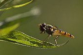 Marmelade Fly on a leaf - Denmark 