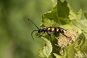 Four banded longhorn beetle on a leaf - Denmark 