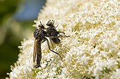 Robberfly with prey on flowers- Denmark 