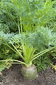 Carrot 'Jaune du Doubs'  in a kitchen garden