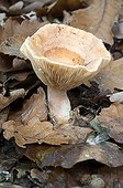 Yellowdrop milkcap in a forest