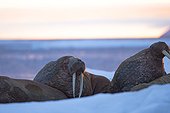 Pacific walrus on ice - Chukotka Russia ; Chukchi Sea 