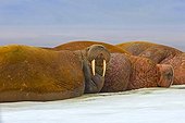 Pacific walrus on ice - Chukotka Russia ; Chukchi Sea 