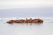 Pacific walrus on ice - Chukotka Russia ; Chukchi Sea 