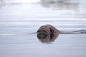 Pacific walrus swimming - Chukotka Russia  ; Chukchi Sea 
