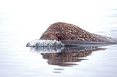 Pacific walrus swimming - Chukotka Russia  ; Chukchi Sea 