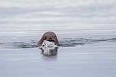 Pacific walrus swimming - Chukotka Russia  ; Chukchi Sea 