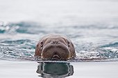 Young Pacific walrus swimming - Chukotka Russia  ; Chukchi Sea 