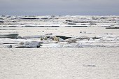 Female polar bear and cubs on ice - Chukotka Russia  ; Age: 1 1/2 years<br>Chukchi Sea 