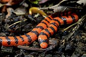 False Coral Snake on ground - French Guiana 