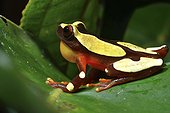 Clown treefrog singing on leaf - French Guiana