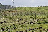 Water buffalo  on destryed primary forest-French Guiana
