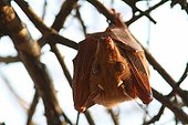 Peters' epauletted fruit bat - Kruger South Africa