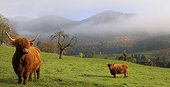 Highland cattle - Northern Vosges RNP  France 