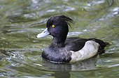 Tufted Duck male on water - France