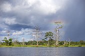 Kapoktree on  flooded riverbank - Amazon Basin Brazil