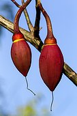 Kapoktree fruits  - Amazon Basin Brazil