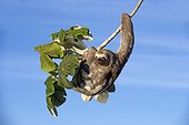 Pale-throated three-toed sloth in a tree - Amazonas Brazil 