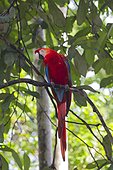 Scarlet Macaw on a branch - Amazonas Brazil