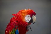 Portrait of Scarlet Macaw - Amazonas Brazil