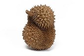 Durian on white background 
