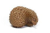 Durian on white background 