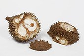 Durian open on white background 