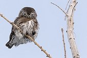 Pygmy Owl on a branch - Finland