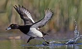 Tufted Duck male flying away - Finland