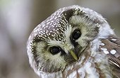 Portrait of Tengmalm's Owl - Finland